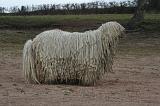 KOMONDOR 126